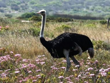 Ostrich