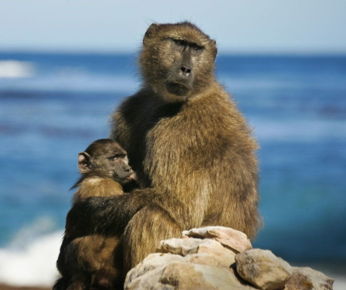 Chacma Baboon