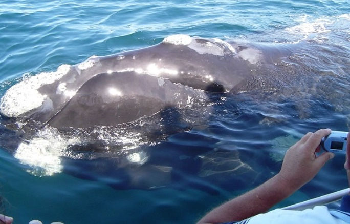 Whale Watching