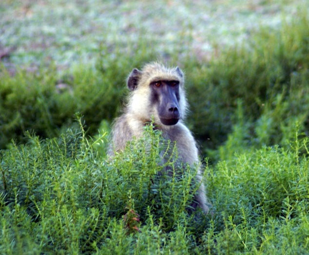 Chacma Baboon