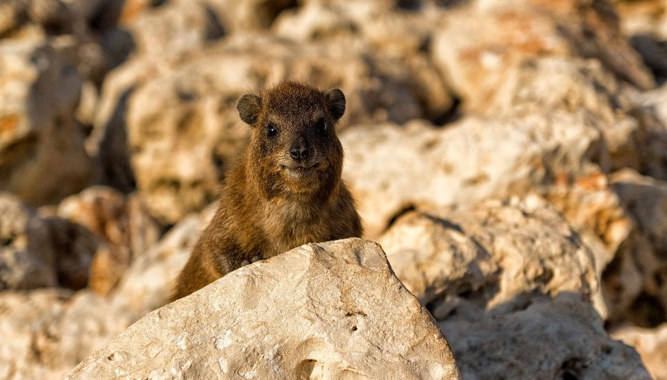 Rock Hyrax