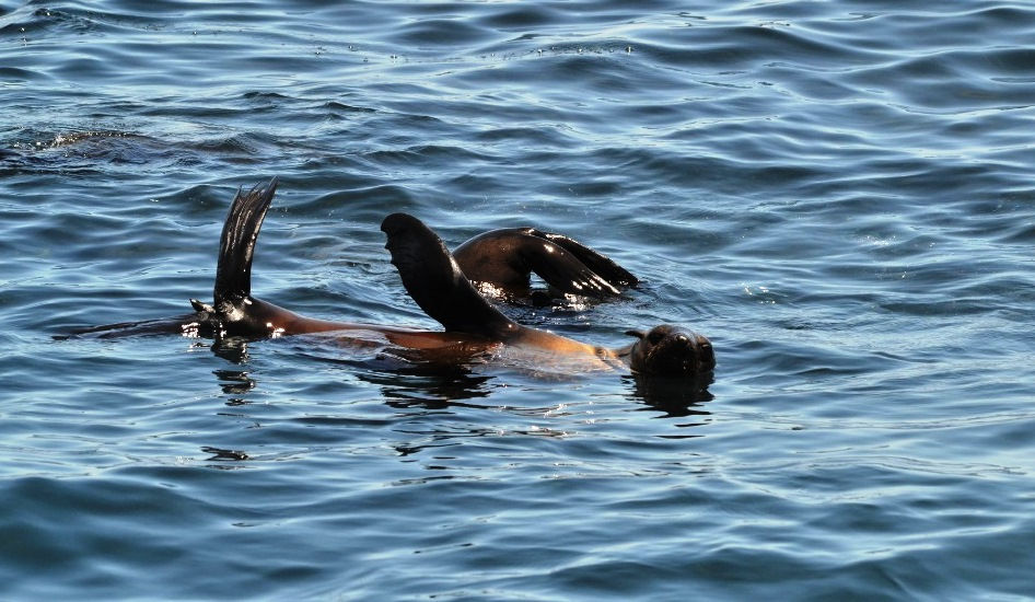 Cape Fur Seal