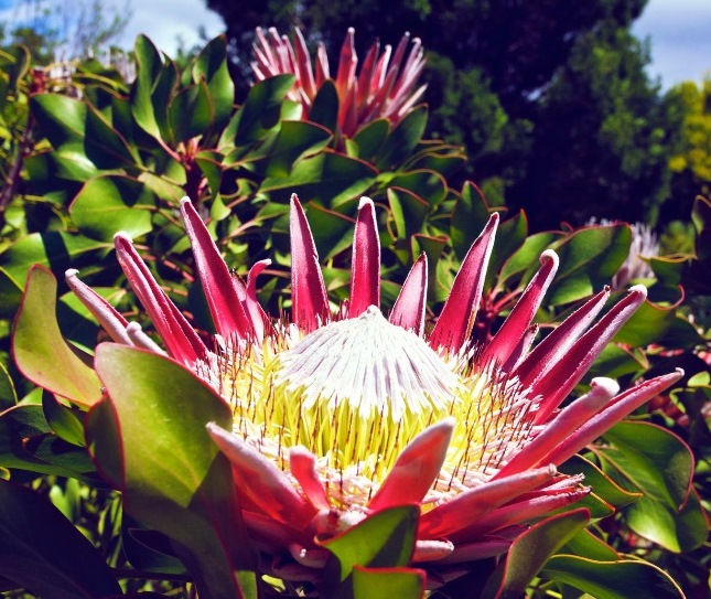 King Protea