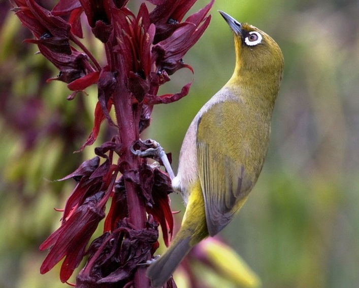 Cape White Eye