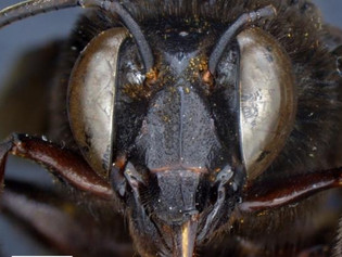 Descubren en Ecuador caso de abeja andrógina: mitad hembra, mitad macho