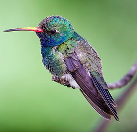 Broad-billed Hummingbird_edited_edited.jpg