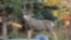 A big Buck in the backyard
