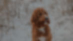 01Penny-expanded-2.jpg