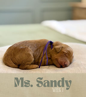 goldendoodle puppies for sale pensacola,