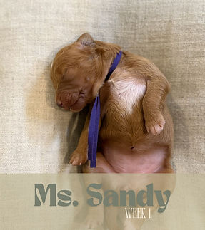 goldendoodle puppies for sale pensacola,