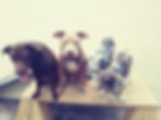 4dogs.jpeg
