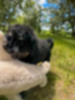 Edgar, male F1b Mini Bernedoodle puppy available in Wisconsin from health-tested parents