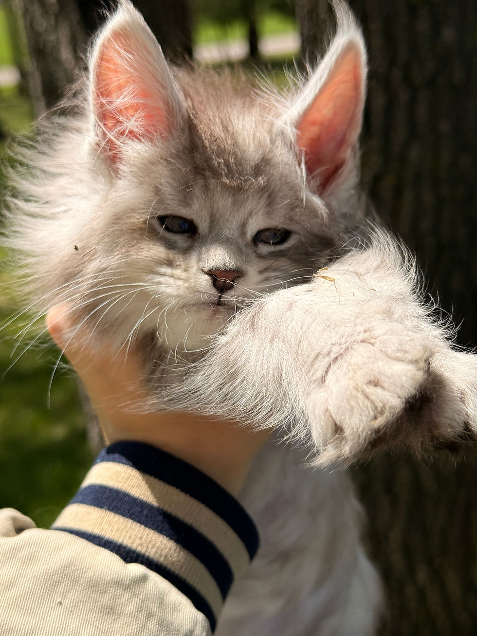 Maine Coon kitten available near Eau Claire Wisconsin