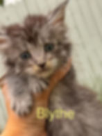 6‑week‑old female Maine Coon kitten Blythe with plush coat and tall tufted ears, looking a