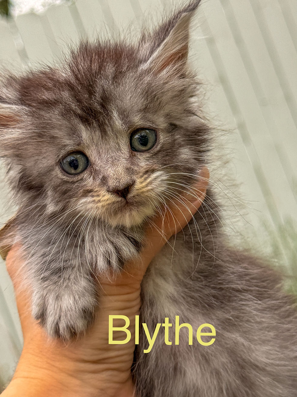 6‑week‑old female Maine Coon kitten Blythe with plush coat and tall tufted ears, looking a