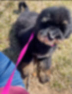 Cupid Mini Bernedoodle