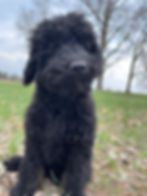 Comet Mini Bernedoodles