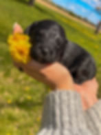 Bernedoodle puppy available in Wisconsin