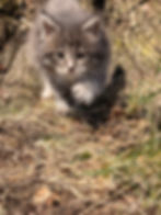 Brisa 5 weeks old Maine Coon