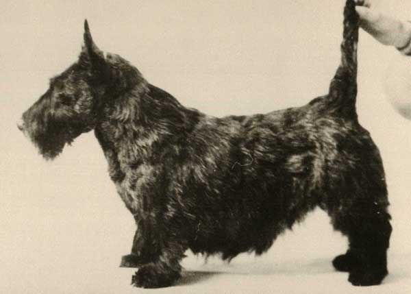 1930 Walsing Whisper