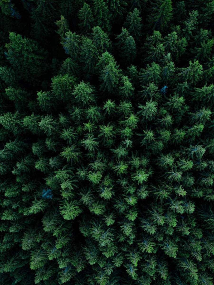 Aerial view of a dense green forest for sustainability.