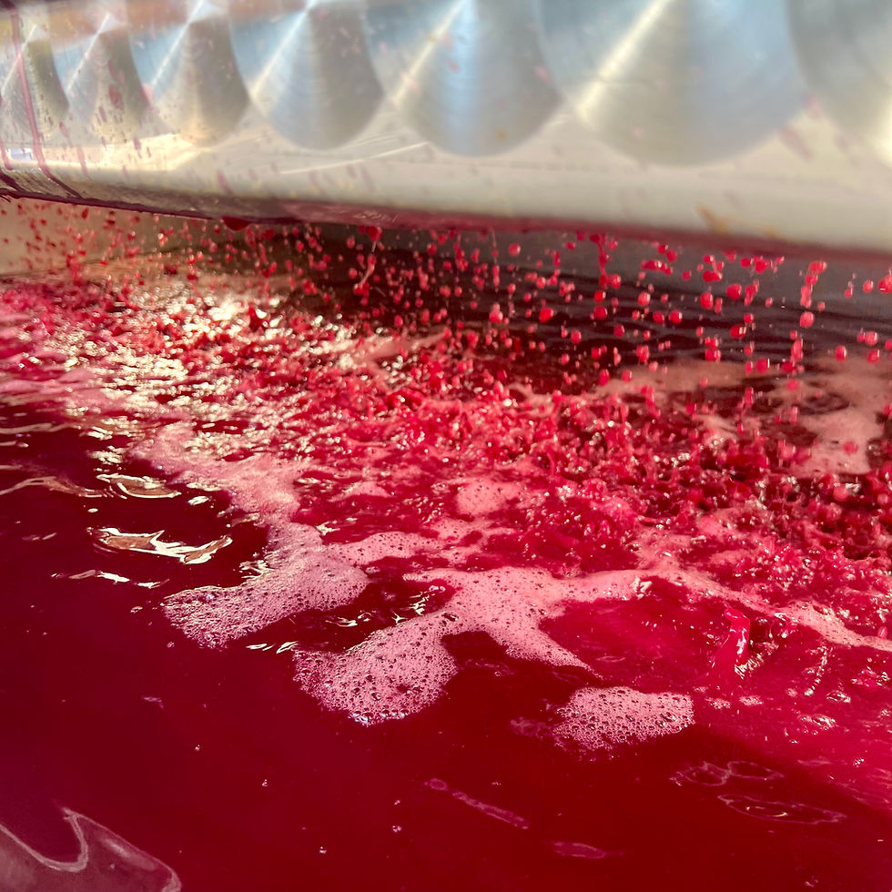 Sangiovese grape juice streaming from the grape press