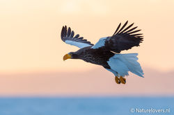 Steller Sea Eagle