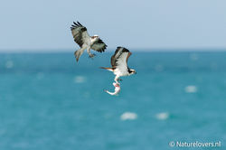 Osprey