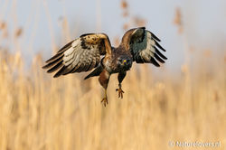 Buzzard