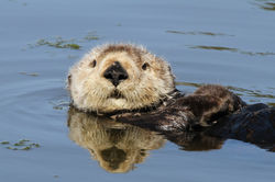 Sea otter