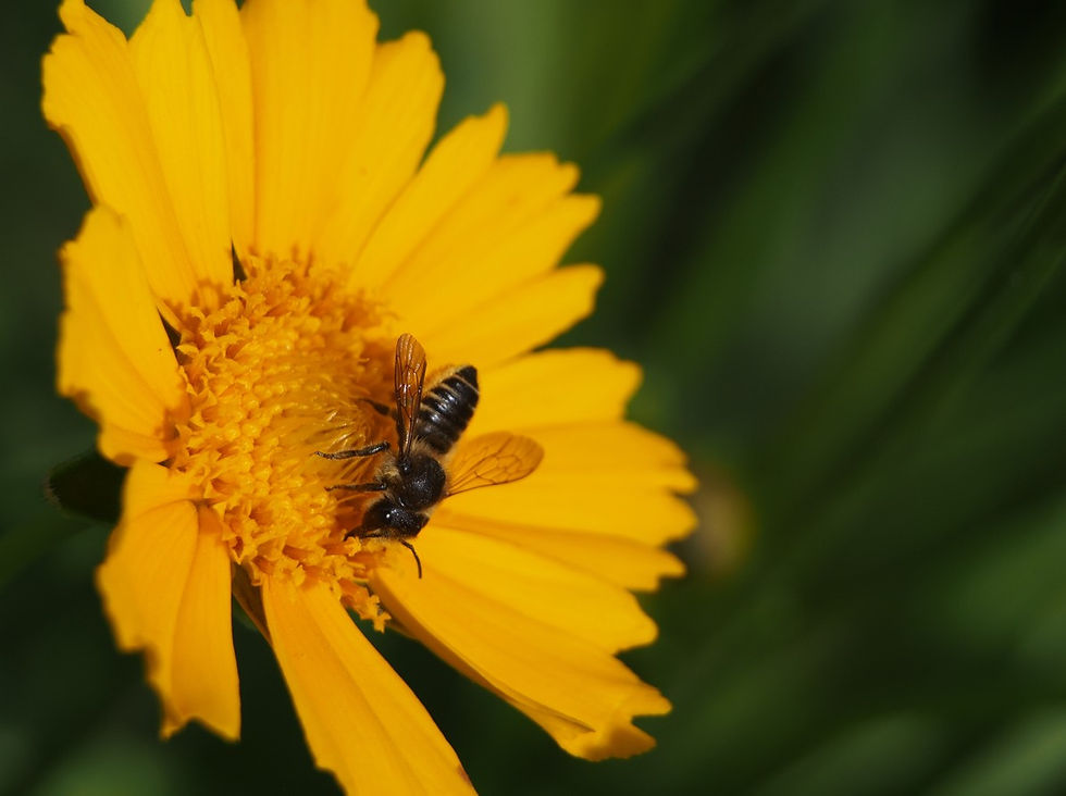 Grote bladsnijderbij op bloem – natuurlijke biodiversiteit, Beeyond.