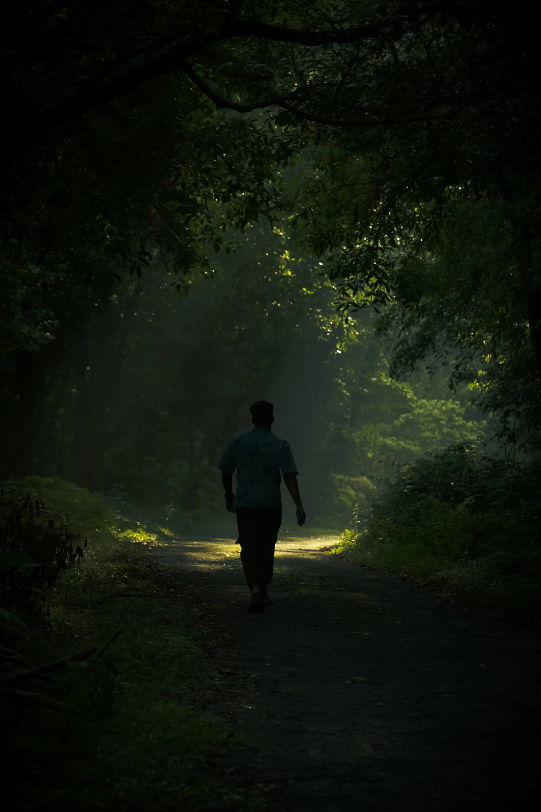 A person walks along a forest path in morning light.