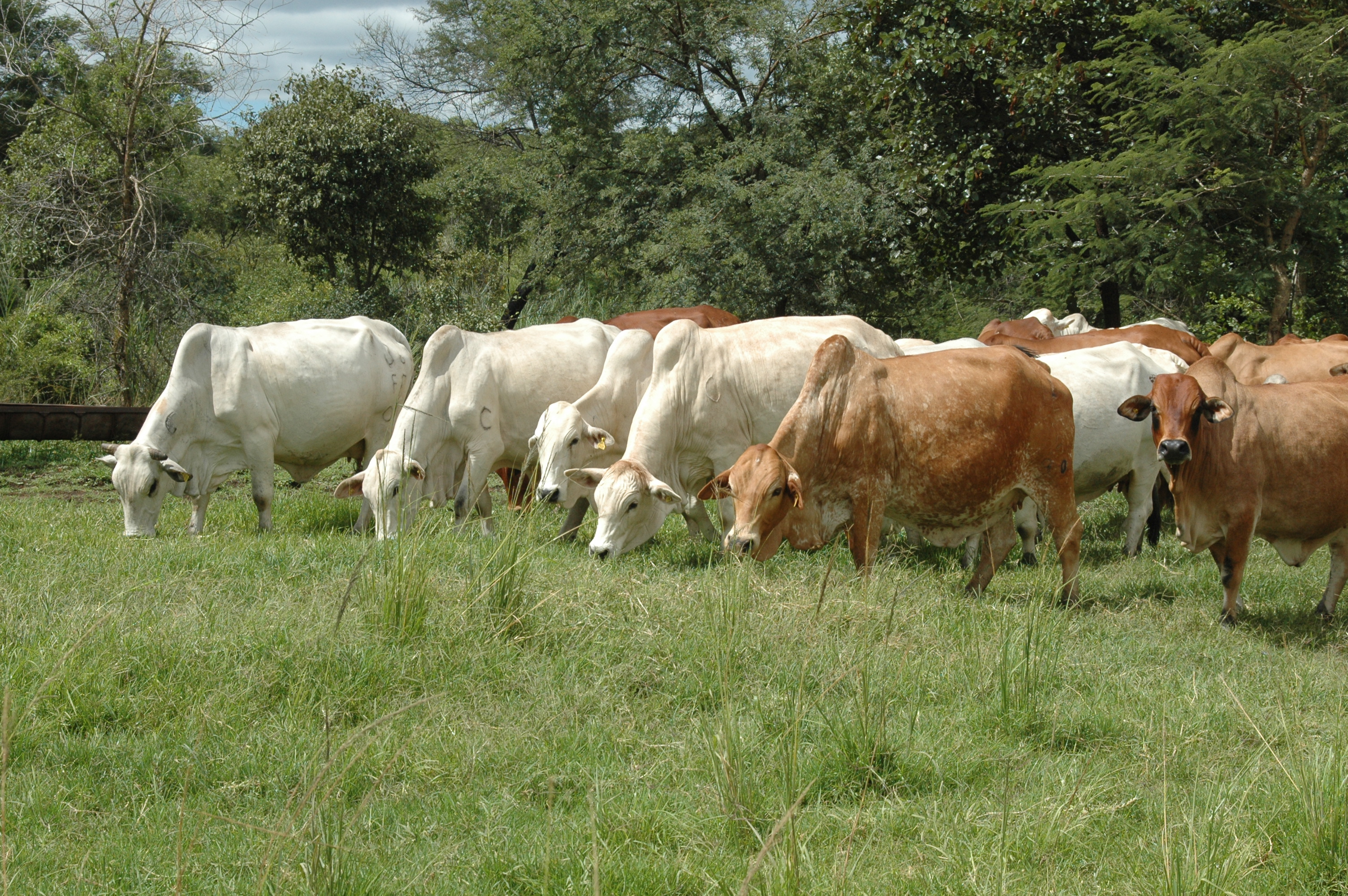 Boran Breeders Society Gallery
