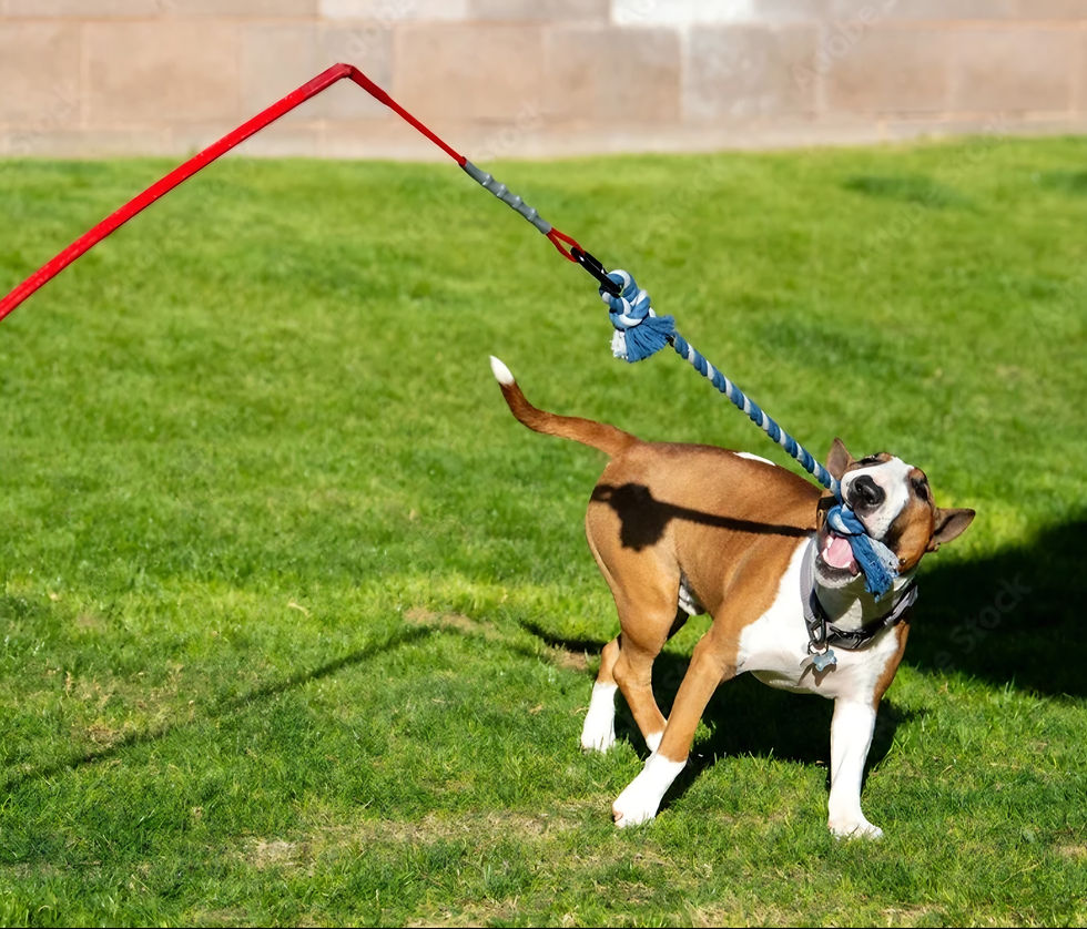 Le flirt pole : mon jeu préféré pour faire bouger son chien 🥰