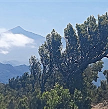 Senderismo y senderismo en el Teide Tenerife