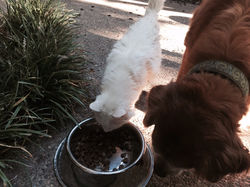 Can I try some dog food man?