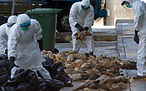 Bird-Flu.jpg