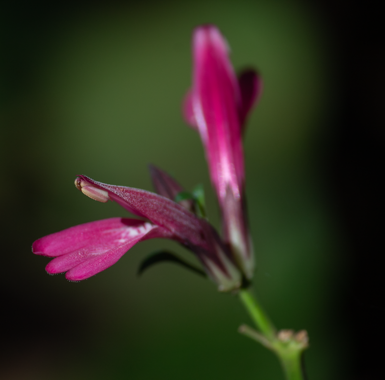 flor.png