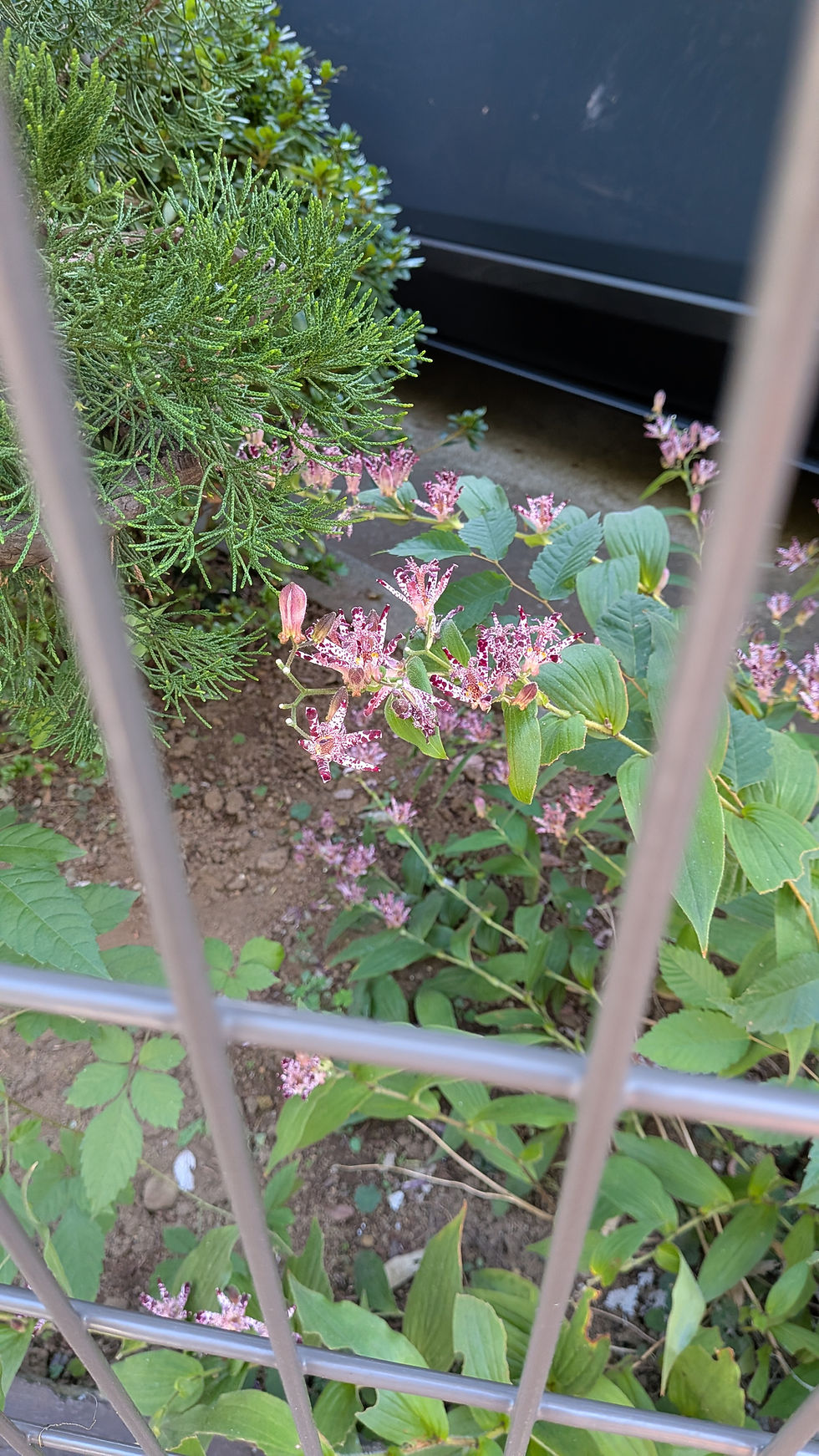 街かどの花 ㊹