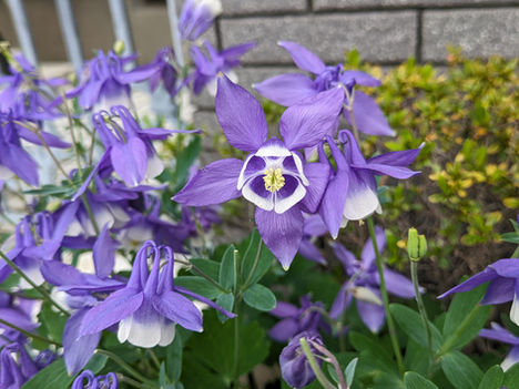 街かどの花 ⑮