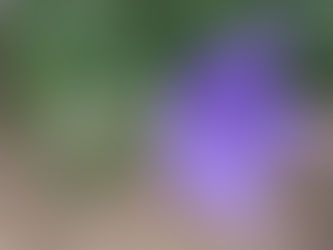街かどの花 ㉔
