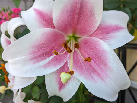 街かどの花 ㉒