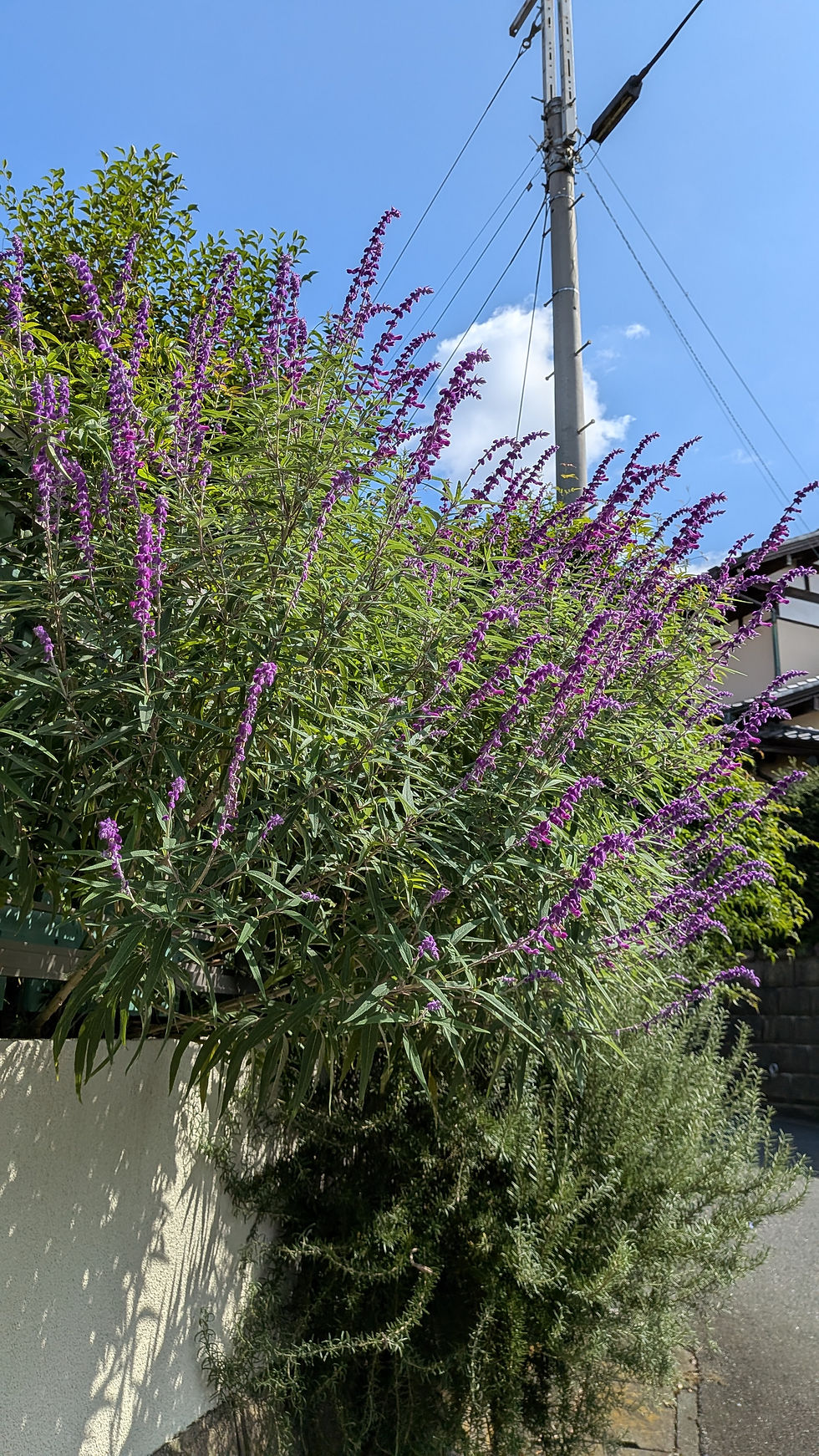 街かどの花 ㊷