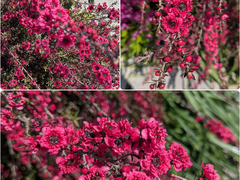 街かどの花 ⑲