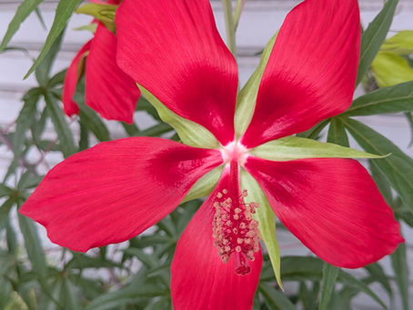 街かどの花 ㉘