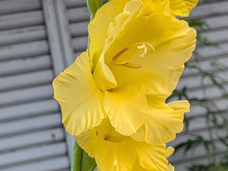 街かどの花 ㉕