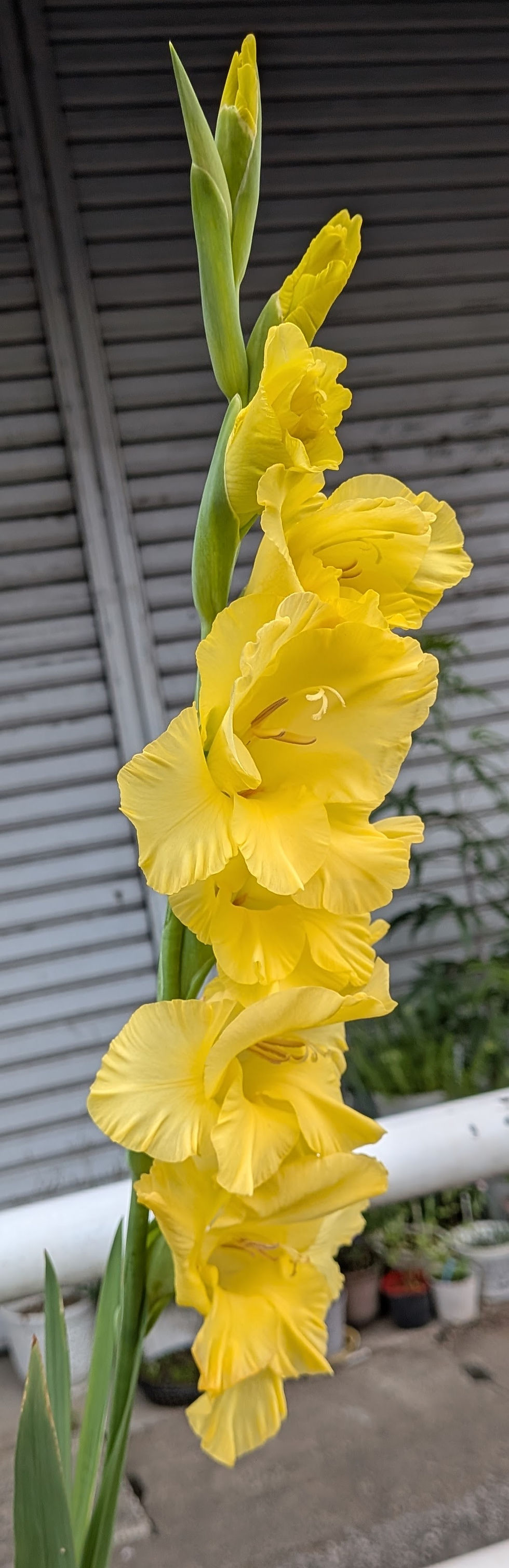 街かどの花 ㉕