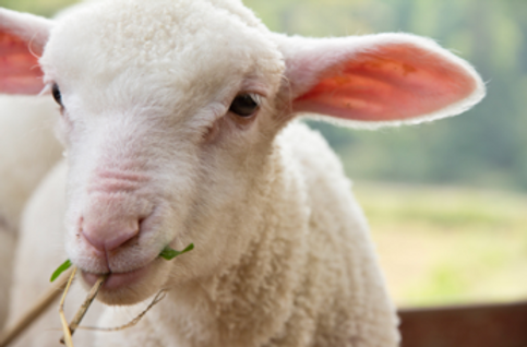 lamb picture.png