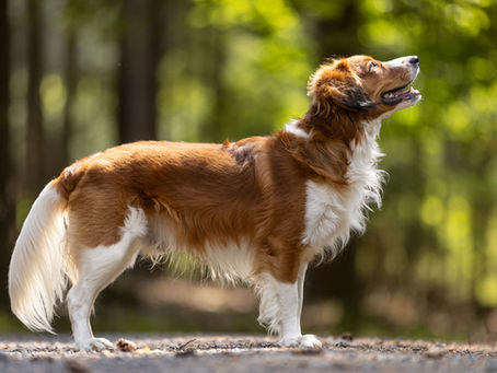 Nově uchovněný pes