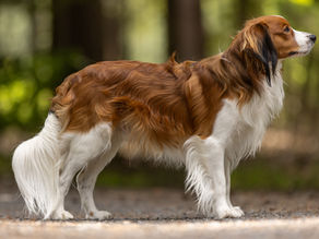 Nově uchovněný pes